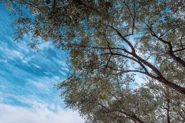 Под оливковым деревом — стоковое фото