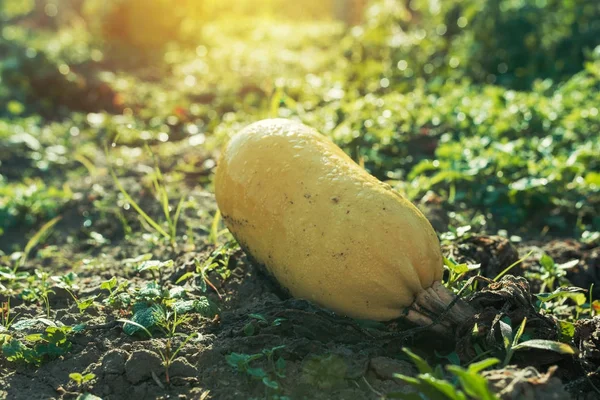 Ripe homegrown zucchini in organic vegetable garden — Stock Photo, Image