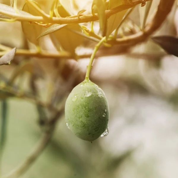 Zralé zelené olivové ovoce na větvi v ekologickém ovocnářství — Stock fotografie