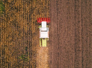 Claas hasat Mısır sahada çalışan birleştirme