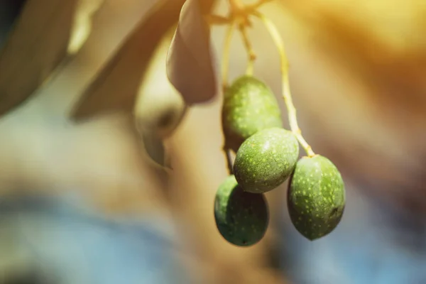 Rijp groene olijf fruit op tak in de biologische boomgaard — Stockfoto