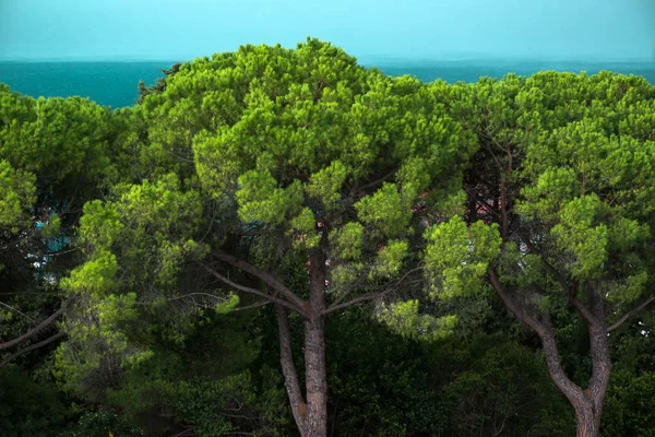 Groenblijvende bomen aan de kust — Stockfoto