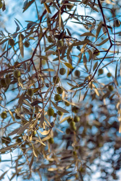 Branches d'olivier dans le verger — Photo
