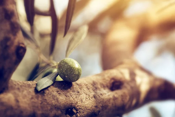 Maturare i frutti verdi di ulivo su ramo nel frutteto biologico — Foto Stock