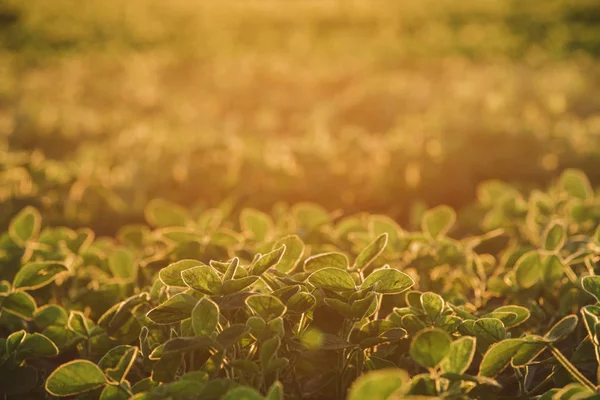 Campo de soja ecológica al atardecer —  Fotos de Stock