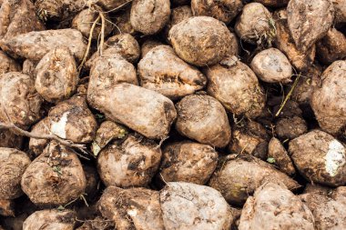 Şeker pancarı hasadı