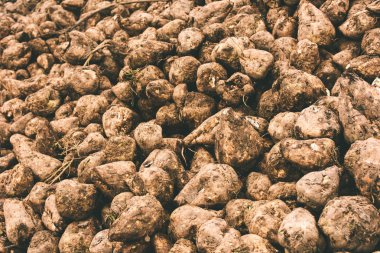 Şeker pancarı hasadı