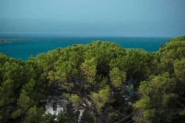 Árvores verdes à beira-mar — Fotografia de Stock