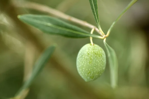 Mogen grön oliv frukt på gren i organiska orchard — Stockfoto