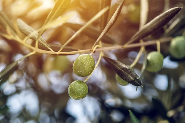 Azeite verde maduro em ramo em pomar orgânico — Fotografia de Stock