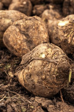 Şeker pancarı hasadı