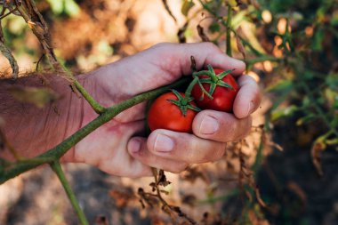 Organik bahçede yetiştirilen domates meyve inceleyerek çiftçi