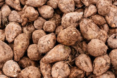 Şeker pancarı hasadı