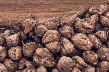 Şeker pancarı hasadı