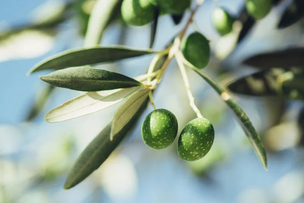 Mogen grön oliv frukt på gren i organiska orchard — Stockfoto