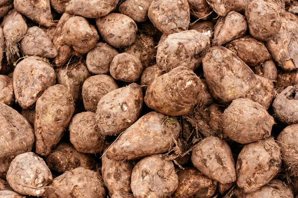 Şeker pancarı hasadı