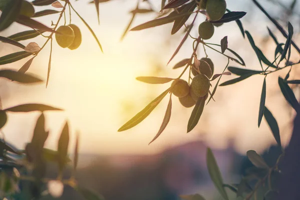 Rijp groene olijf fruit op tak in de biologische boomgaard — Stockfoto