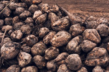 Şeker pancarı hasadı