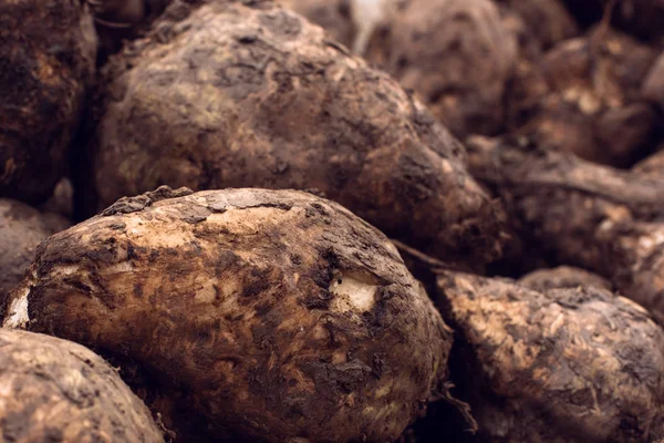 Şeker pancarı hasadı