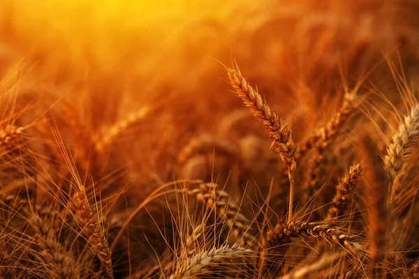 Złote dojrzałej pszenicy uszy w polu — Zdjęcie stockowe