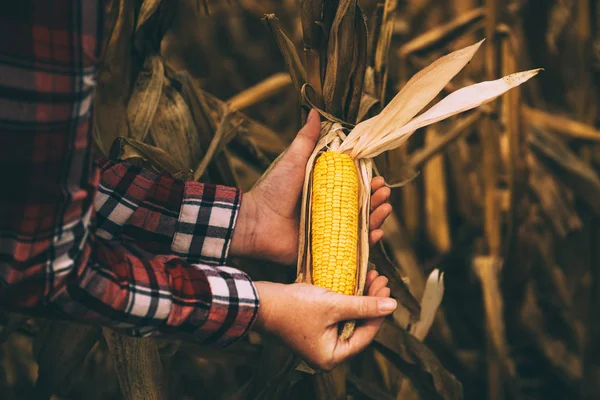 Agricultor agrônomo segurando espiga de milho na espiga — Fotografia de Stock