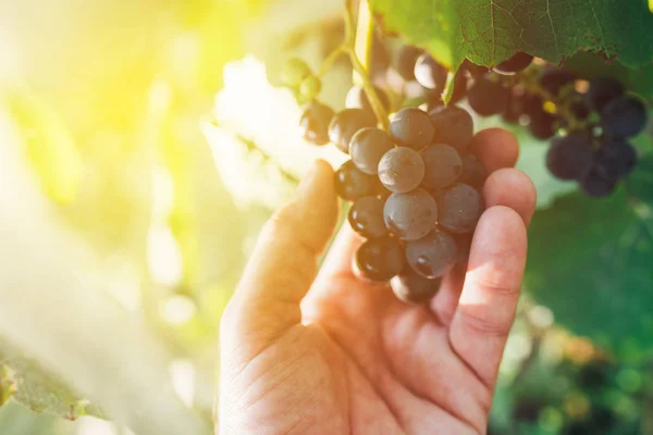 Agricultor que examina uvas cultivadas em vinha biológica — Fotografia de Stock