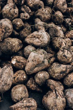 Şeker pancarı hasadı