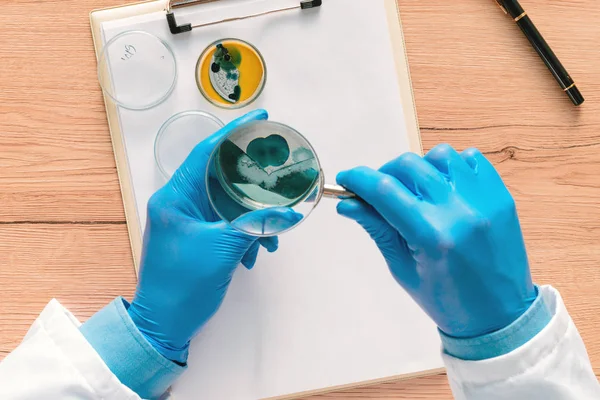 Overhead view of laboratory technician analyzing petri dish bact — Stock Photo, Image