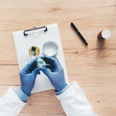 Petri kabına bact analiz laboratuvar teknisyeni havai görünümü
