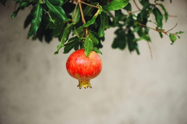 Ripe pomegranate fruit on the tree branch — Stock Photo, Image