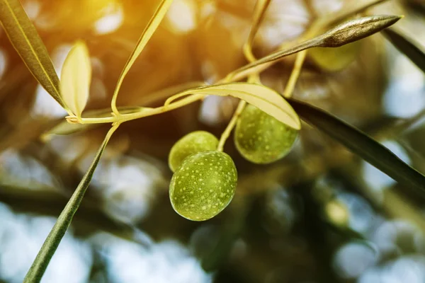 Ripe green olive fruit on branch in organic orchard — Stock Photo, Image