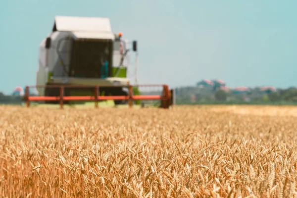 Combineren van harvester machine rijp tarwe oogsten — Stockfoto