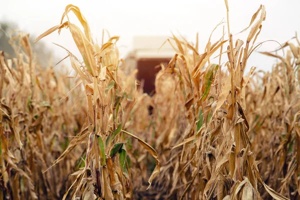 Cosechando maíz. Cosechadora combinada que trabaja en plantat — Foto de Stock