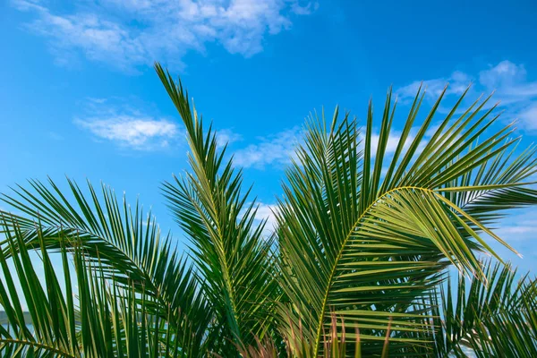 Feuilles de palmier vert contre ciel bleu d'été — Photo
