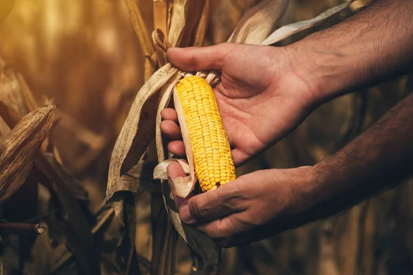 Boer landbouwingenieur houden oor van maïs op de kolf — Stockfoto