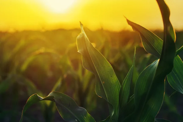 Plantação de milho ao pôr-do-sol — Fotografia de Stock