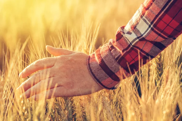 Bäuerin im karierten Hemd berührt Ähren der Weizenernte — Stockfoto