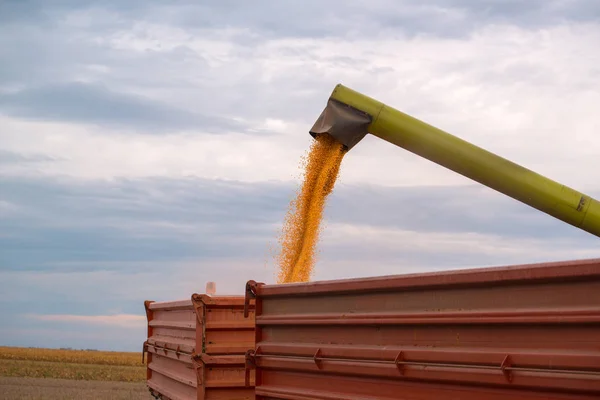 Birleştirme hasat burgu boşaltma traktör mısır hasat tr — Stok fotoğraf