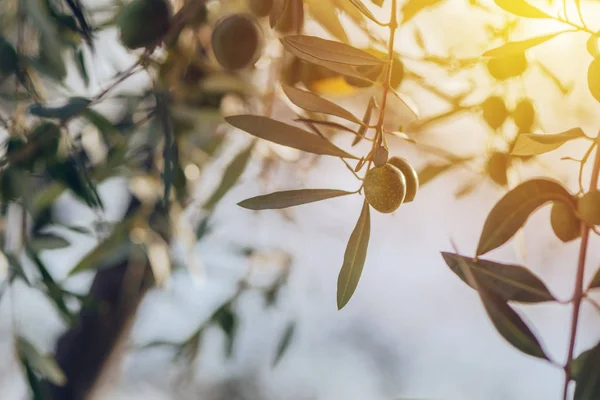 Mogen grön oliv frukt på gren i organiska orchard — Stockfoto