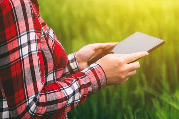 Samica rolnika przy użyciu komputera typu tablet w dziedzinie upraw pszenicy — Zdjęcie stockowe
