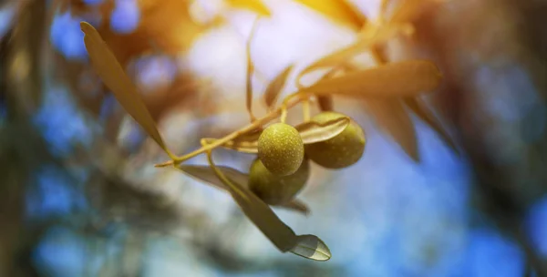 Dojrzałe zielony oliwkowy owoc na oddział w ekologicznej Sadzie — Zdjęcie stockowe