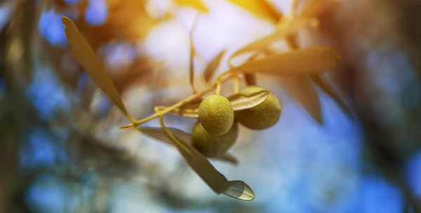 Rijp groene olijf fruit op tak in de biologische boomgaard — Stockfoto