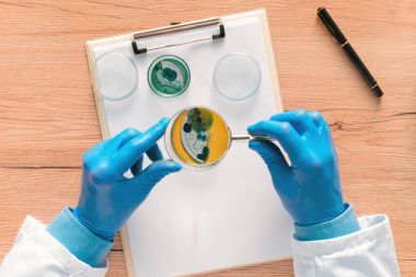 Petri kabına bact analiz laboratuvar teknisyeni havai görünümü