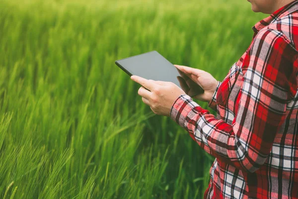 Female farmer using tablet computer in rye crop field — Stock Photo, Image