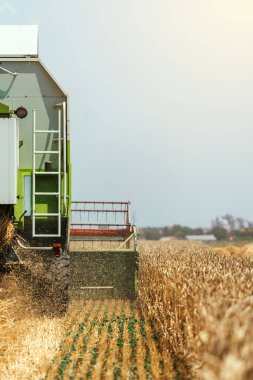 Olgun buğday hasat hasat makinesi birleştirmek