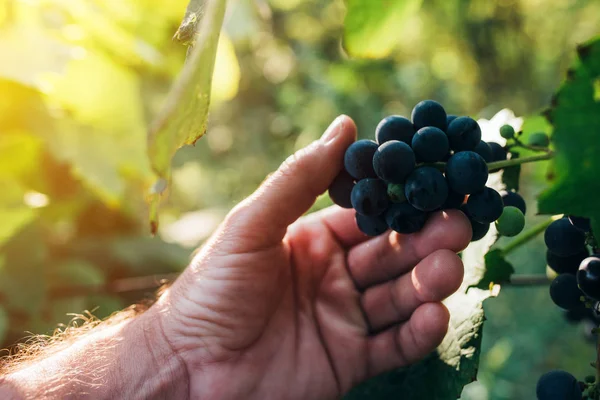 Rolnik, badając winogron uprawianych w organicznych grapeyard — Zdjęcie stockowe