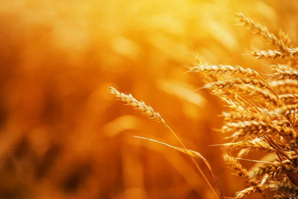 Gouden rijp tarwe oren in het veld — Stockfoto