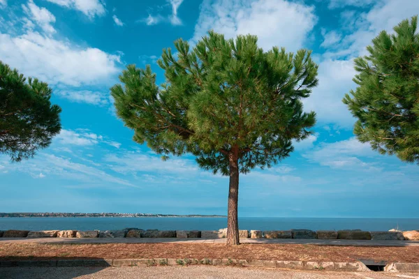 Evergreen pine tree on seaside promenade — Stock Photo, Image