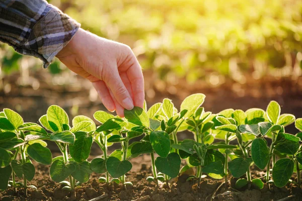 Groeiende soja — Stockfoto