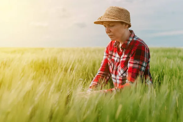 Agricultrice examinant les cultures de blé — Photo